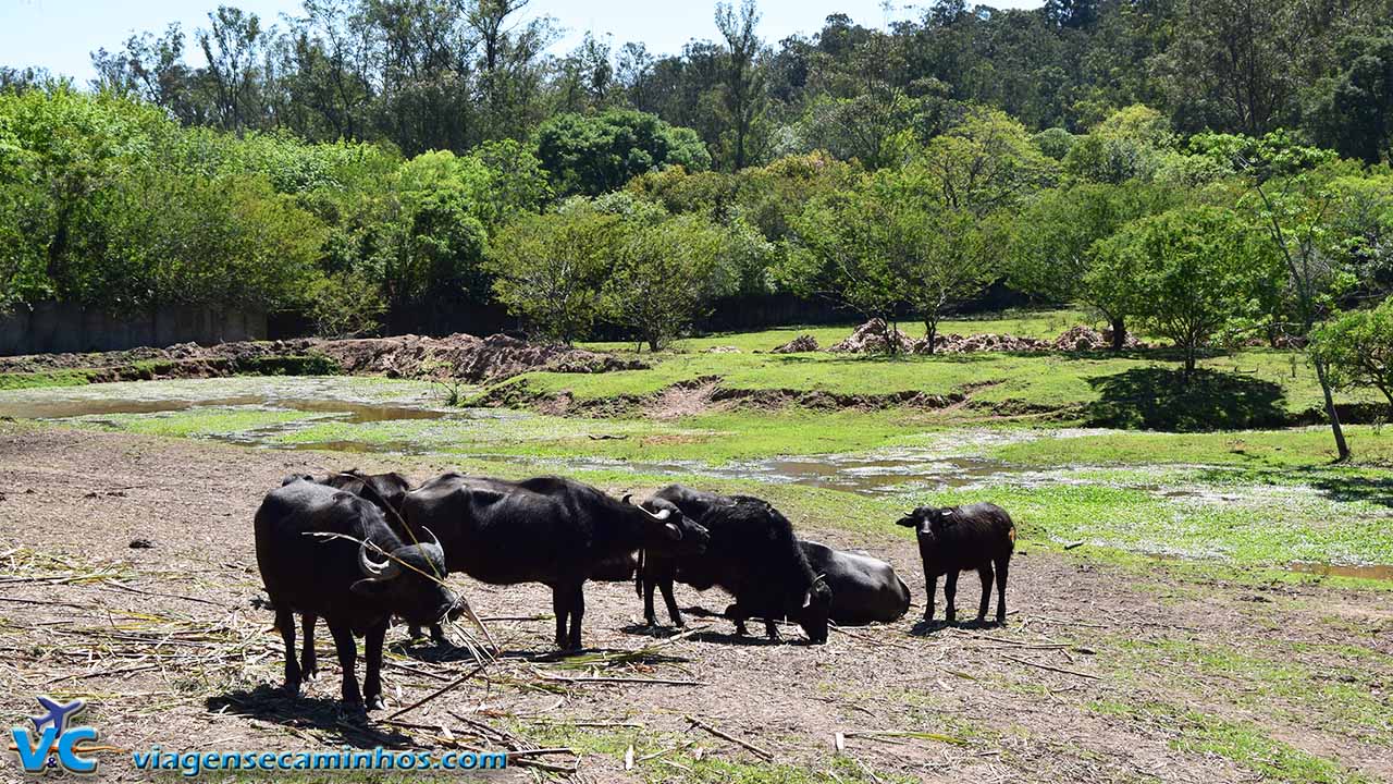 Búfalos no Zoo de Sapucaia do Sul