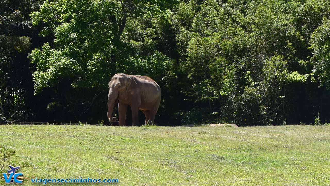 Elefante no Zoo de Sapucaia do Sul