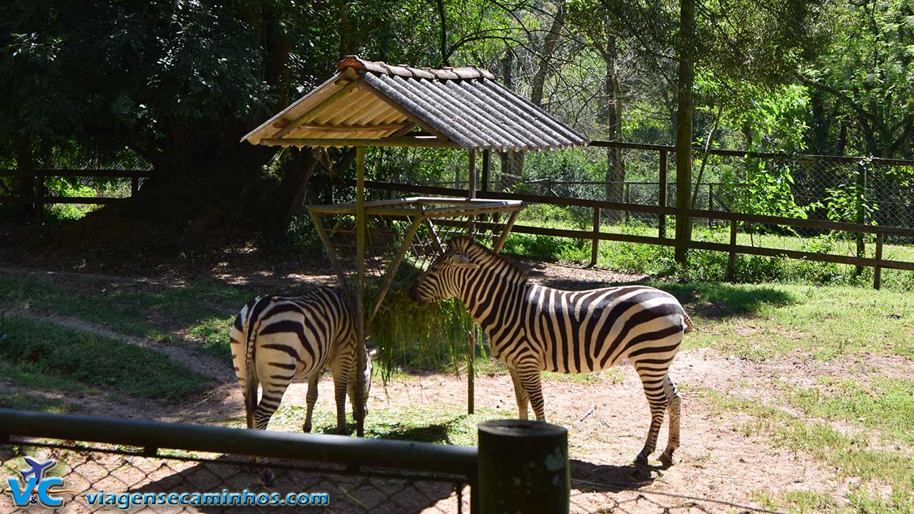 Zebras - Zoo Sapucaia do Sul