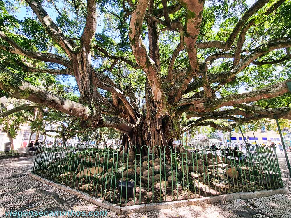 Figueira da Praça XV - Florianópolis