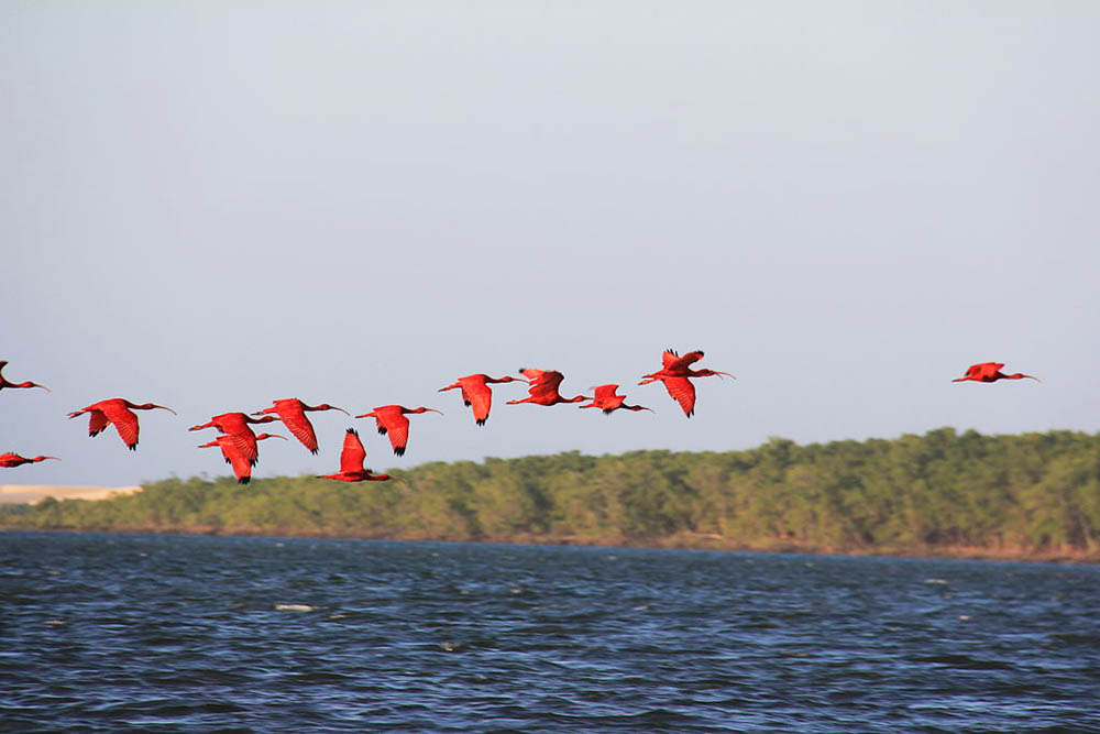 Guarás no Delta do Parnaíba - Piauí