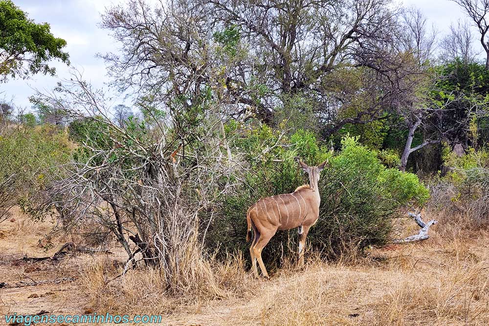 Antílope no Parque Nacional Kruger