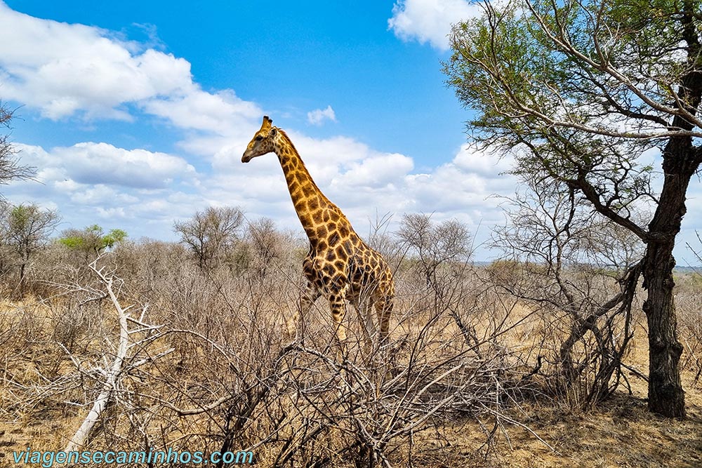 Girafa no Parque Nacional Kruger