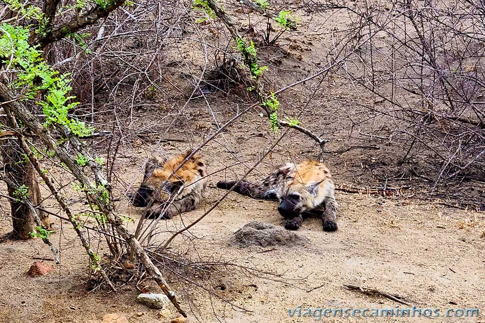 Hienas no Parque Nacional Kruger