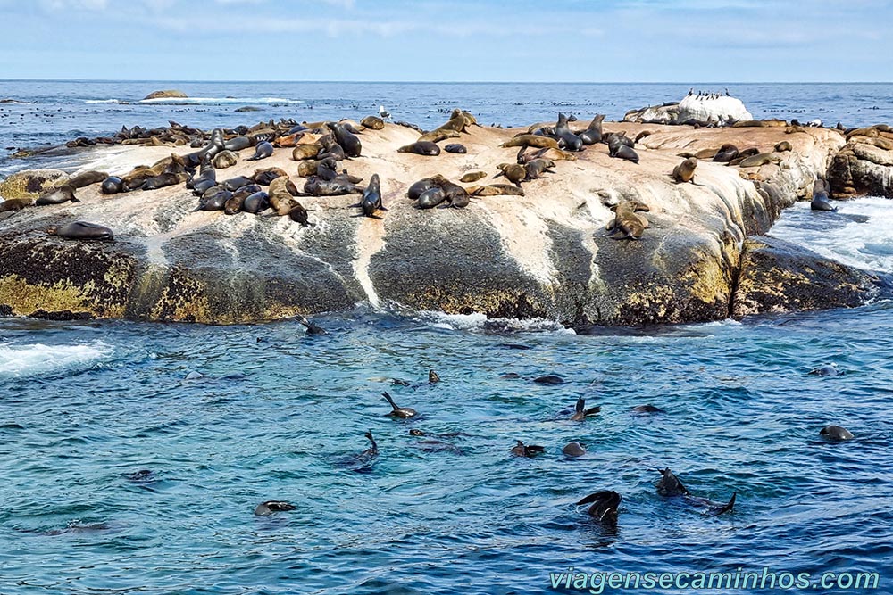 Ilha das Focas - Cidade do Cabo - África do Sul