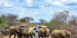 Kruger National Park