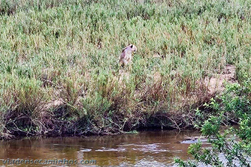 Leão no Parque Nacional Kruger