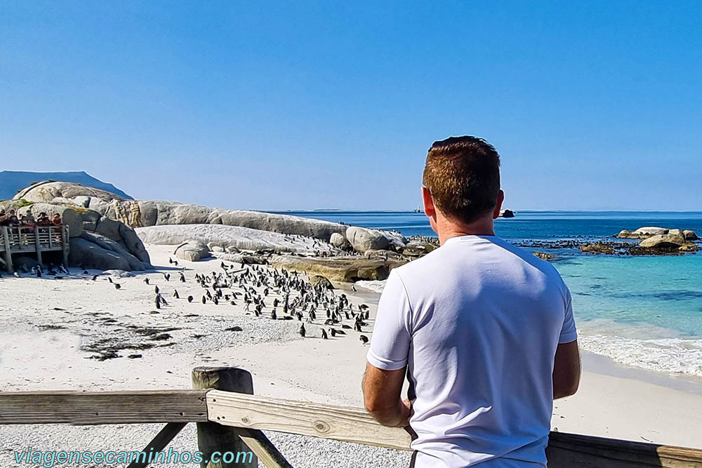 Praia dos Pinguins - Cidade do Cabo