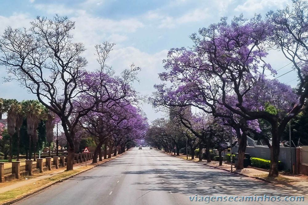 Pretória - Cidade dos Jacarandás