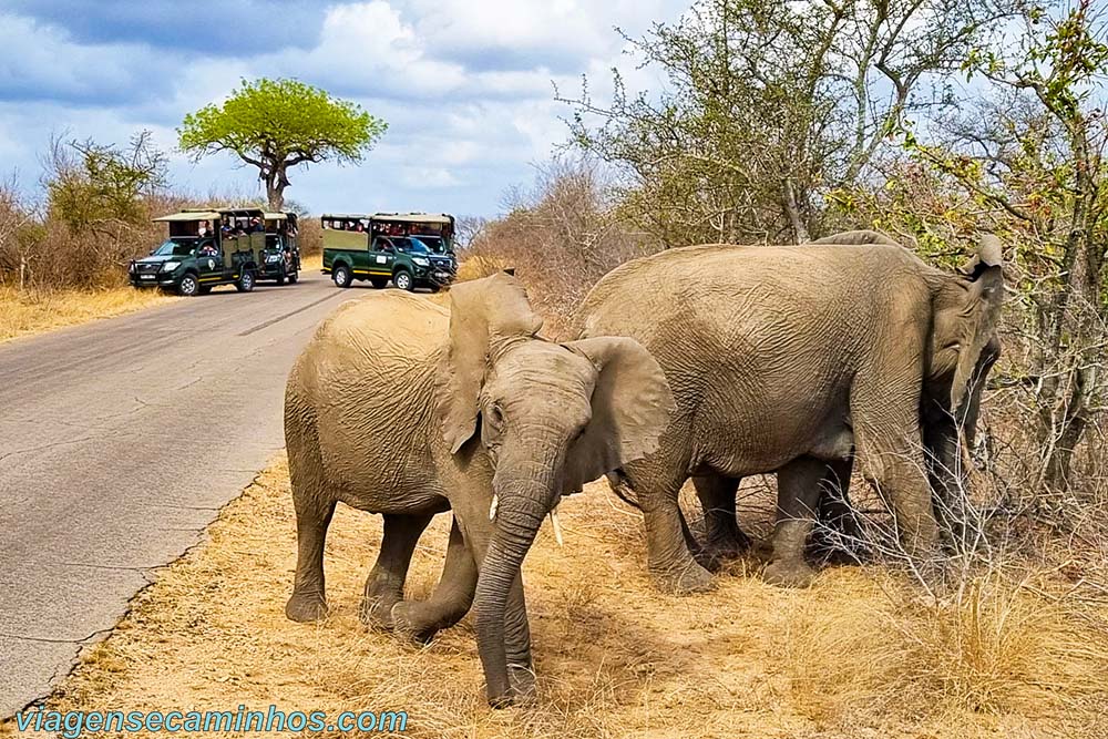 Safari na África do Sul