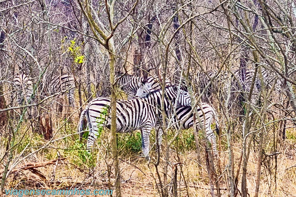 Zebras no Parque Nacional Kruger