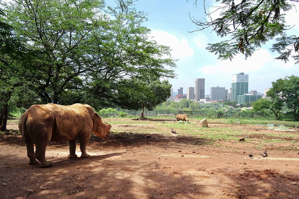 Zoo de Pretória