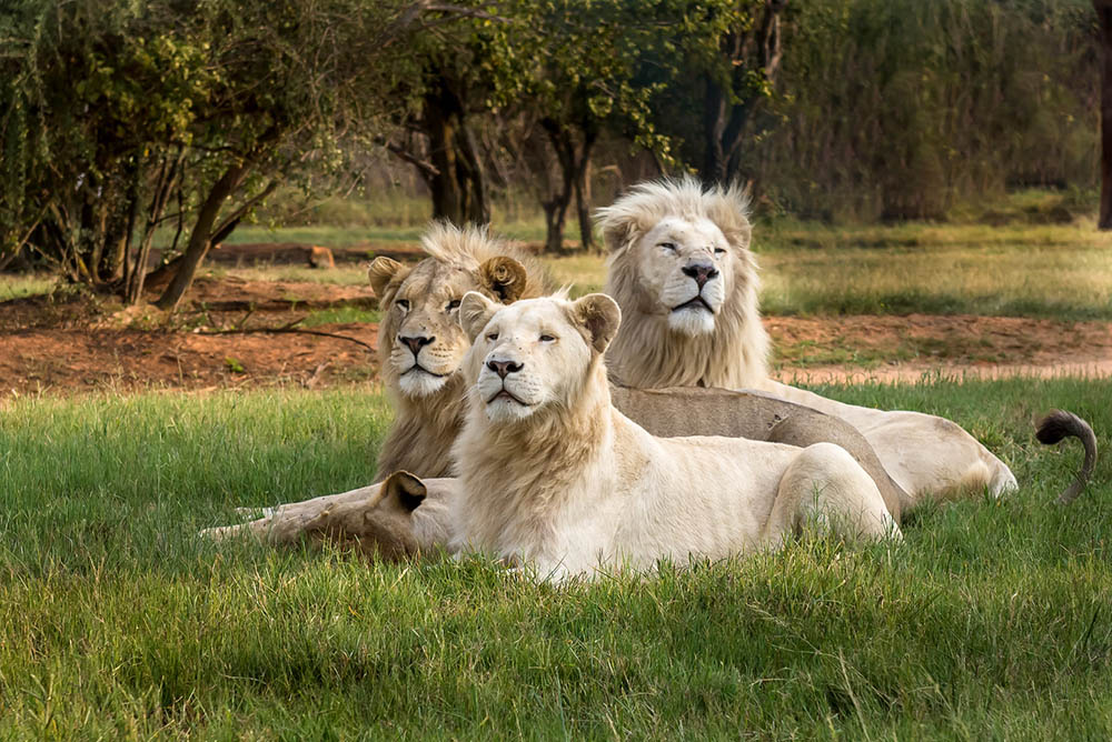 O que fazer em Joanesburgo - Lion Safari Park