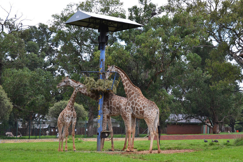 Zoo de Joanesburgo